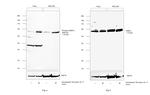 Phospho-DNM1L (Ser616) Antibody in Western Blot (WB)