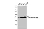 ACSL3/ACSL4 Recombinant Rabbit Monoclonal Antibody (HL1941)