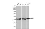 Actin Antibody in Western Blot (WB)