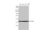 Actin Antibody in Western Blot (WB)