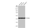 Actin Antibody in Western Blot (WB)
