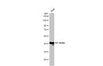 Actin Antibody in Western Blot (WB)