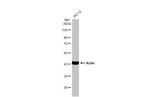 Actin Antibody in Western Blot (WB)