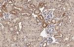 ADAMTSL2 Antibody in Immunohistochemistry (Paraffin) (IHC (P))