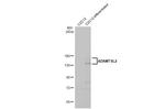 ADAMTSL2 Antibody in Western Blot (WB)