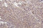 AGTR1 Antibody in Immunohistochemistry (Paraffin) (IHC (P))