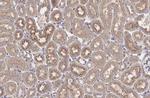 AGTR1 Antibody in Immunohistochemistry (Paraffin) (IHC (P))