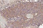 AGTR1 Antibody in Immunohistochemistry (Paraffin) (IHC (P))