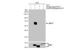 AKT1 Antibody in Western Blot (WB)