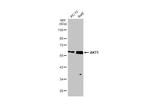AKT1 Antibody in Western Blot (WB)