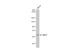 AKT1 Antibody in Western Blot (WB)