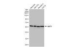 AKT1 Antibody in Western Blot (WB)