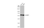 AKT1 Antibody in Western Blot (WB)