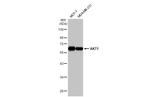 AKT1 Antibody in Western Blot (WB)
