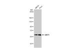 AKT1 Antibody in Western Blot (WB)