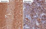 alpha Synuclein Antibody in Immunohistochemistry (Paraffin) (IHC (P))