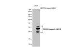AMELX Recombinant Rabbit Monoclonal Antibody (HL2683)
