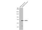 AMFR Antibody in Western Blot (WB)