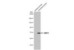 AMFR Antibody in Western Blot (WB)