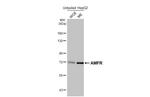 AMFR Antibody in Western Blot (WB)