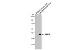 AMFR Antibody in Western Blot (WB)