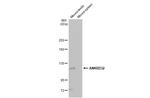 ANKRD32 Recombinant Rabbit Monoclonal Antibody (HL2311)