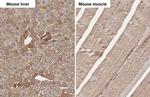 ANP Antibody in Immunohistochemistry (Paraffin) (IHC (P))