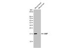 ANP Antibody in Western Blot (WB)