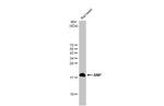 ANP Antibody in Western Blot (WB)