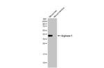 Arginase 1 Antibody in Western Blot (WB)