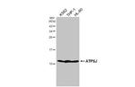 ATP5J Antibody in Western Blot (WB)