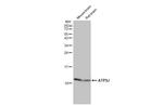 ATP5J Antibody in Western Blot (WB)