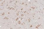 Ataxin 2 Antibody in Immunohistochemistry (Paraffin) (IHC (P))