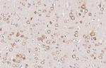 Ataxin 2 Antibody in Immunohistochemistry (Paraffin) (IHC (P))