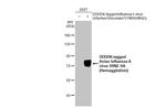 Influenza A H9N2 HA (A/turkey/Wisconsin/1/1966) Recombinant Rabbit Monoclonal Antibody (HL2406)