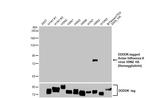 Influenza A H9N2 HA (A/turkey/Wisconsin/1/1966) Antibody in Western Blot (WB)