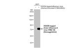 Influenza A H9N2 HA (A/turkey/Wisconsin/1/1966) Antibody in Western Blot (WB)