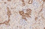 Beclin 1 Antibody in Immunohistochemistry (Paraffin) (IHC (P))