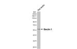 Beclin 1 Antibody in Western Blot (WB)