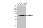 Beclin 1 Antibody in Western Blot (WB)