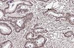 BRD4 Antibody in Immunohistochemistry (Paraffin) (IHC (P))