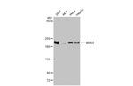 BRD4 Antibody in Western Blot (WB)