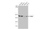 BRD4 Antibody in Western Blot (WB)