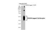 C3a Receptor Antibody in Western Blot (WB)