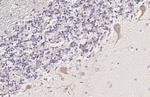C3a Receptor Antibody in Immunohistochemistry (Paraffin) (IHC (P))