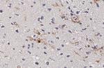 C3a Receptor Antibody in Immunohistochemistry (Paraffin) (IHC (P))