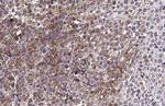 C3a Receptor Antibody in Immunohistochemistry (Paraffin) (IHC (P))