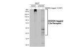 C3a Receptor Antibody in Western Blot (WB)