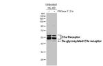 C3a Receptor Antibody in Western Blot (WB)