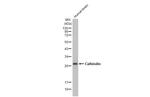 Calbindin D28K Antibody in Western Blot (WB)
